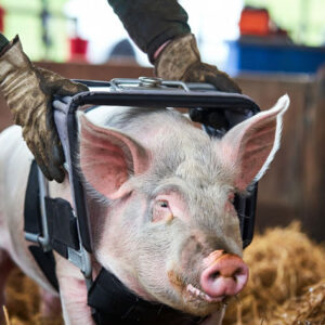 Pig Holders