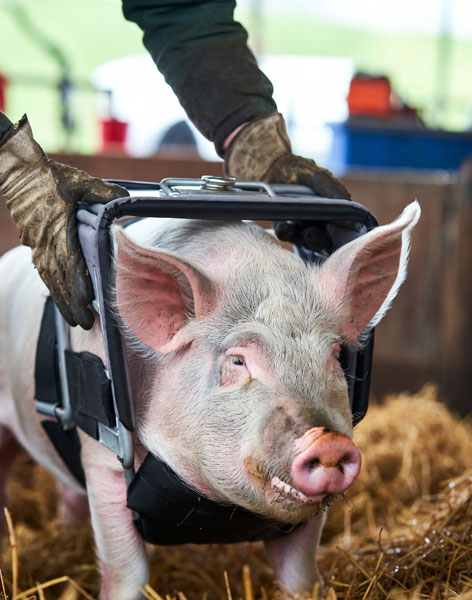 Pig Holders