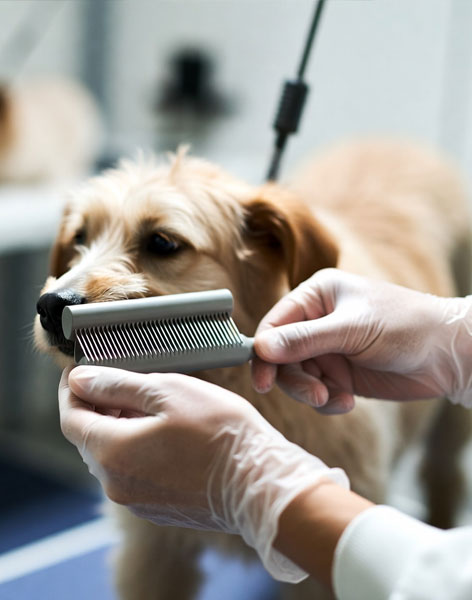 Grooming Products