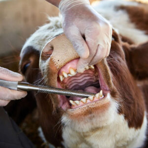 Tooth Rasp