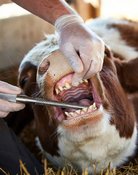 Tooth Rasp