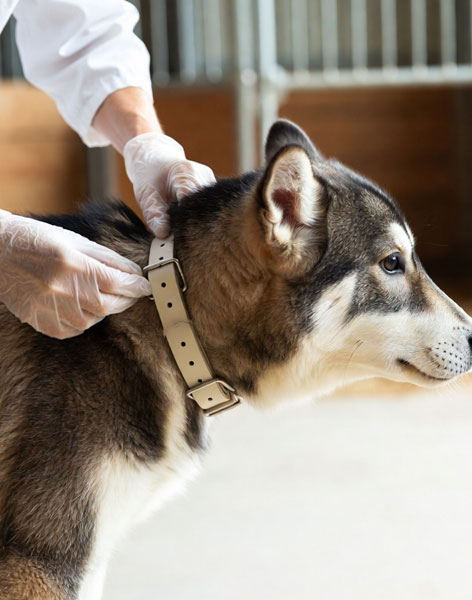 Neck Collars