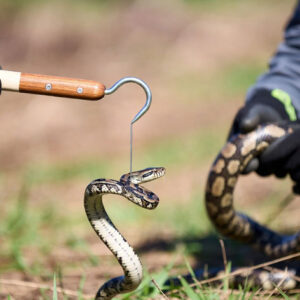 Snake Sticks