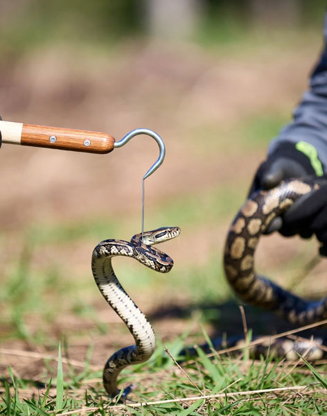 Snake Sticks